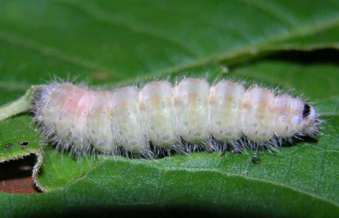 Figura 5. Prepupa de <i>Olceclostera</i></i> Janzen02 (Apatelodidae) vista lateral, localidad Colocho, Sector Pitilla ACG (375m). Voucher: 05-SRNP-33181-DHJ405424.jpg.