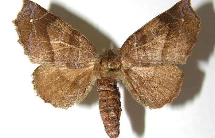 Figura 15. Adulto de <i>Olceclostera irrorata</i></i> (Apatelodidae), hembra vista dorsal, localidad Sendero Huerta, Sector San Cristóbal ACG (527m). Voucher: 06-SRNP-4339-DHJ350054.jpg.