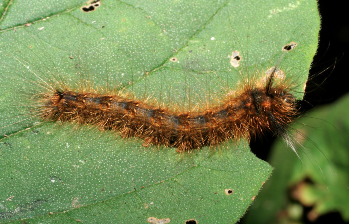 Figura 18. Larva <i>Olceclostera avangareza</i></i> (Apatelodidae), penúltimo estadío (PU) vista dorsal, localidad Sendero Aguacate, Sector Mundo Nuevo ACG (335m). Voucher: 07-SRNP-55438-DHJ422908.jpg.