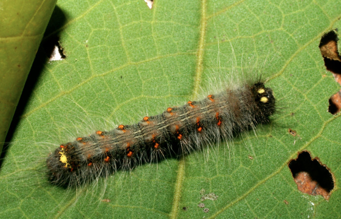 Figura 13. Larva <i>Olceclostera irrorata</i></i> (Apatelodidae), penúltimo estadío (PU) vista dorsal, localidad Amonias, Sector Pitilla ACG (390m). Voucher: 08-SRNP-31969-DHJ440795.jpg.