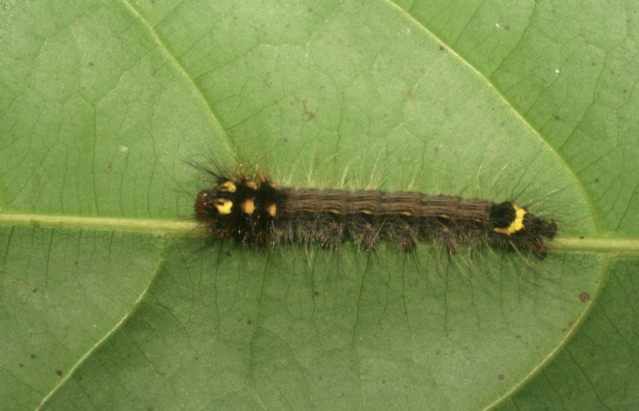 Figura 2. Larva <i>Olceclostera indentata</i></i> (Apatelodidae), tercer estadío (PPU) vista dorsal, localidad Río Blanco Abajo, Sector Rincón Rain Forest ACG (500m). Voucher: 08-SRNP-5110-DHJ444651.jpg.