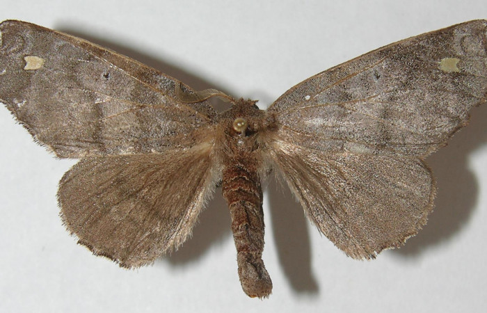 Figura 1. Adulto de <i>Olceclostera indentata</i></i> (Apatelodidae), vista dorsal, localidad Pasmompa, Sector Pitilla ACG (440m). Voucher: 11-SRNP-30236-DHJ548298.jpg.