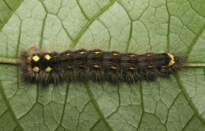 Figura 4. Larva <i>Olceclostera indentata</i></i> (Apatelodidae), último estadío (U) vista dorsal, localidad Sendero Anonas, Sector Rincón Rain Forest ACG (405m). Voucher: 13-SRNP-43441-DHJ708267.jpg.
