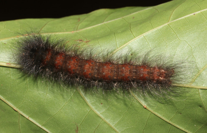 Figura 19. Larva <i>Olceclostera</i></i> aztecaDHJ01 (Apatelodidae), último estadío (U) vista dorsal, localidad Río Blanco Abajo, Sector San Cristóbal ACG (500m). Voucher: 17-SRNP-1131-DHJ704474.jpg.
