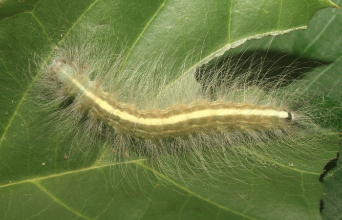 Figura 20. Larva <i>Olceclostera</i></i> Janzen01 (Apatelodidae), último estadío (U) vista dorsal, localidad Pasmompa, Sector Pitilla ACG (440m). Voucher: 17-SRNP-70640-DHJ737051.jpg.