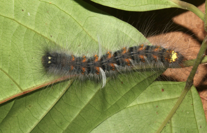Figura 12. Larva <i>Olceclostera irrorata</i></i> (Apatelodidae), penúltimo estadío (PU) vista dorsal, localidad Pamompa, Sector Pitilla ACG (440m). Voucher: 18-SRNP-30026-DHJ743233.jpg.
