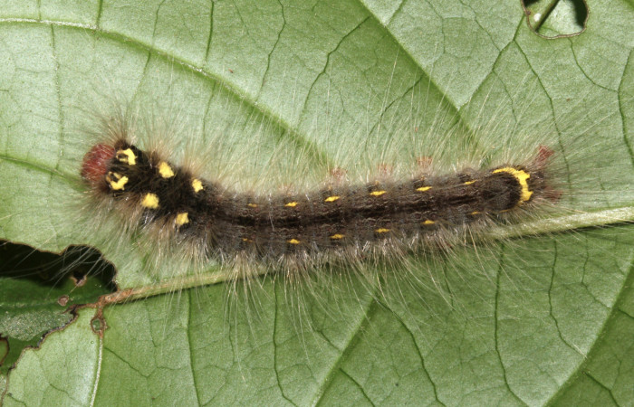 Figura 3. Larva <i>Olceclostera indentata</i></i> (Apatelodidae), penúltimo estadío (PU) vista dorsal, localidad Pasmompa, Sector Pitilla ACG (440m). Voucher: 18-SRNP-30766-DHJ744133.jpg.