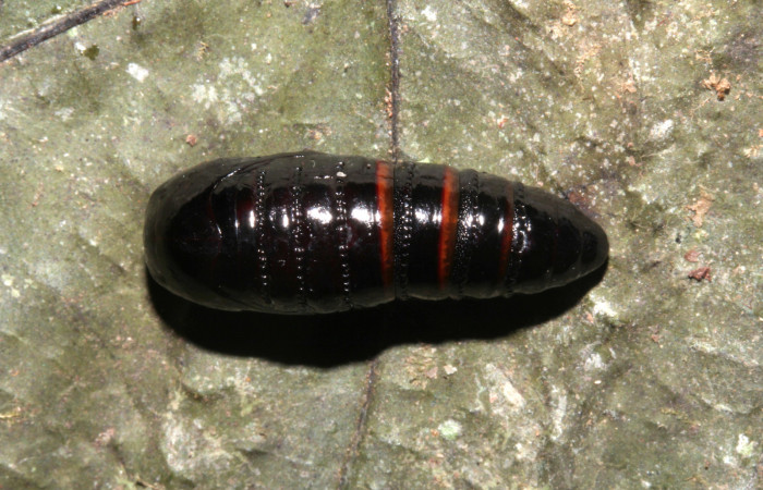 Figura 6. Pupa de <i>Olceclostera indentata</i></i> (Apatelodidae), vista dorsal, localidad Casa Roberto, Sector Pitilla ACG (520m). Voucher: 19-SRNP-31424-DHJ766456.jpg.