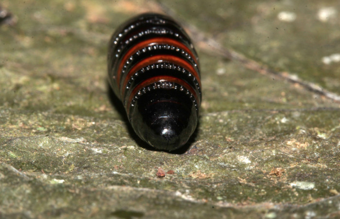 Figura 7. Pupa de <i>Olceclostera indentata</i></i> (Apatelodidae), vista dorsal, localidad Casa Roberto, Sector Pitilla ACG (520m). Voucher: 19-SRNP-31424-DHJ766459.jpg.