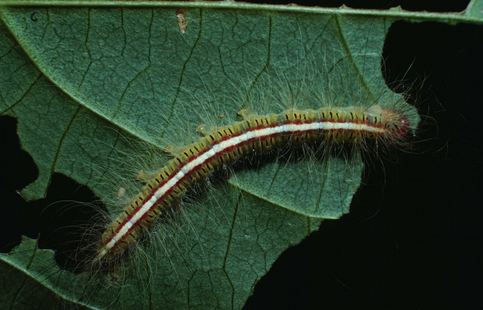 Figura 21. Larva <i>Olceclostera</i></i> Janzen10 (Apatelodidae), último estadío (U) vista dorsal, localidad Bosque San Emilio, Sector Santa Rosa ACG (300m). Voucher: 83-SRNP-1149-DHJ6032.jpg.