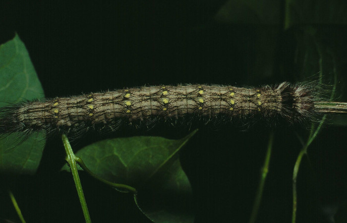 Figura 22. Larva <i>Olceclostera bifenestrata</i></i> (Apatelodidae), último estadío (U) vista dorsal, localidad Area Administrativa, Sector Santa Rosa ACG (405m). Voucher: 90-SRNP-695-DHJ12525.jpg.