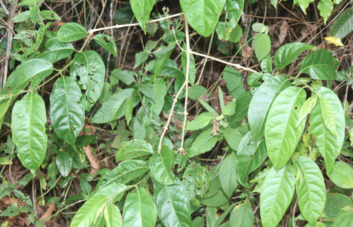 Figura 23. Planta hospedera de <i>Olceclostera indentata</i></i> (Apatelodidae), esta planta se llama <i>Aegiphila elata</i></i> (Lamiaceae), localidad Medrano Estación Biológica Quica, Sector Pitilla ACG (380m). Foto: Ricardo Calero, 21 Abril 2020.