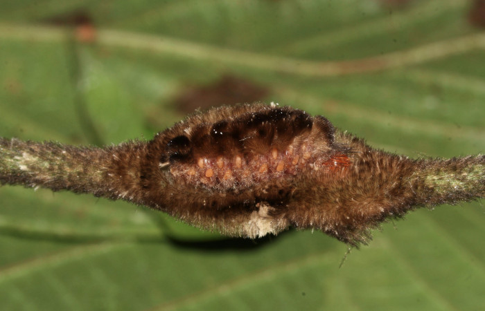 Fig. 10 Capullo <i>Gymnelia jansonis</i></i>, formando capullo de prepupa. 18-SRNP-30259-DHJ743469.jpg.