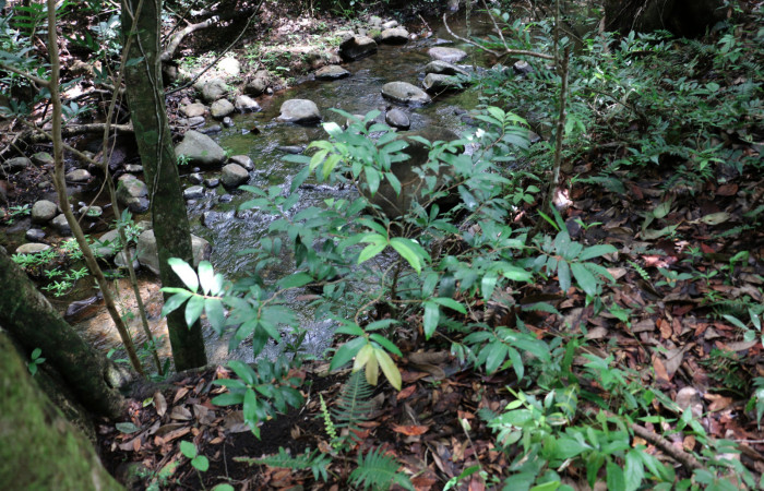 Fig. 11 Planta <i>Ouratea lucens</i></i> (Ochnaceae), hospedera de la larva <i>Gymnelia jansonis</i></i>, (Erebidae), Sector Mundo Nuevo. Foto Elieth cantillano. 28 Mayo 2020.