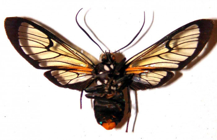 Fig. 2 Adulto <i>Gymnelia jansonis</i></i>, mostrando la parte ventral. Voucher: 80-SRNP-208-DHJ38415.