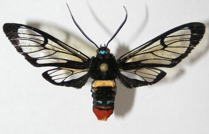 Fig. 3 Adulto <i>Gymnelia jansonis</i></i>, mostrando la parte dorsal.Voucher: 09-SRNP-21095-DHJ521062.