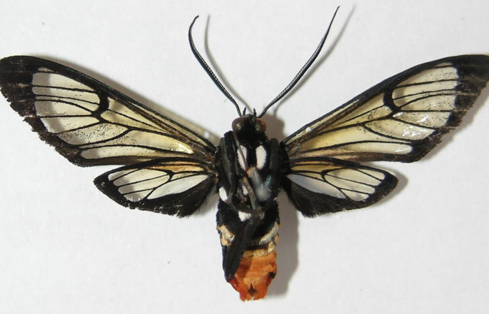 Fig. 4 Adulto <i>Gymnelia jansonis</i></i>, mostrando la parte ventral.Voucher: 09-SRNP-21095-DHJ521063.