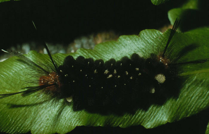 Fig. 5 Larva <i>Gymnelia jansonis</i></i>, mostrando la parte dorsal entero. Voucher: 95-SRNP-7994-DHJ25289.jpg.
