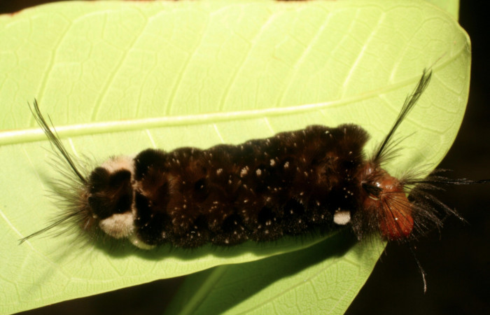 Fig. 6 Larva <i>Gymnelia jansonis</i></i>, mostrando la parte lateral entero. Voucher: 06-SRNP-17312-DHJ411588.jpg.