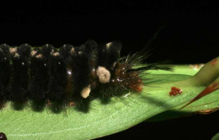 Fig. 8 Larva <i>Gymnelia jansonis</i></i>, mostrando la parte trasera. Voucher: 08-SRNP-22894-DHJ445360.jpg.