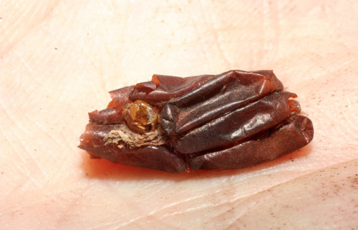 Fig. 9 Capullo de la larva <i>Gymnelia jansonis</i></i>, adentro parásitos <i>Diradops</i></i> yoveraDHJ01 familia (Ichneumonidae). Voucher: 07-SRNP-61186-DHJ462120.jpg.