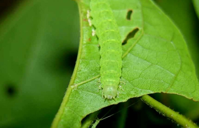 Fig.3 Larva <i>Antiblemma</i></i> Poole24 en penúltimo estadío mostrando la parte frontal. Voucher: 05-SRNP-33952-DHJ423334.jpg