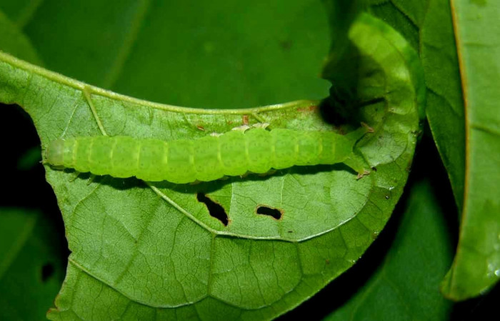 Fig.4 Larva <i>Antiblemma</i></i> Poole24 en penúltimo estadío mostrando la parte lateral. Voucher:  05-SRNP-33952-DHJ423332.jpg