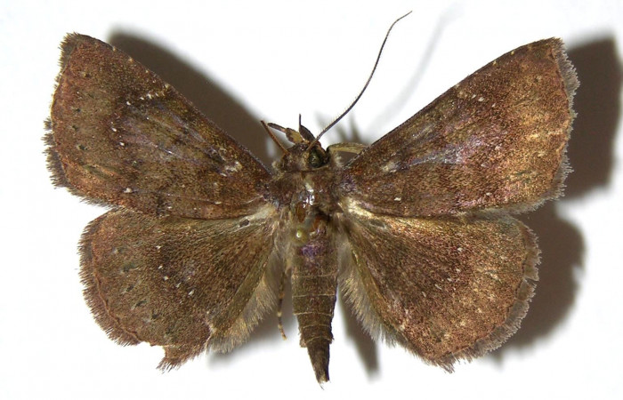 Fig.6 Adulto <i>Antiblemma</i></i> Poole24  dorsal. Voucher: 05-SRNP-33952-DHJ328574.jpg