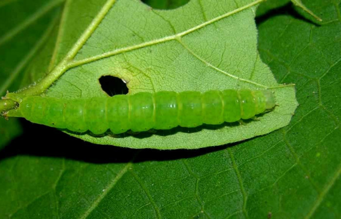 Fig.1 Larva <i>Antiblemma</i></i> Poole24  en penúltimo estadío mostrando estructura del último segmento, característica del grupo   Voucher: 05-SRNP-33952-DHJ423336.jpg