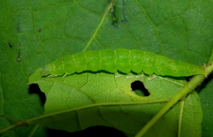 Fig.2 Larva <i>Antiblemma</i></i> Poole24 en penúltimo estadío mostrando la parte propatas.  Voucher: 05-SRNP-33952-DHJ423335.jpg