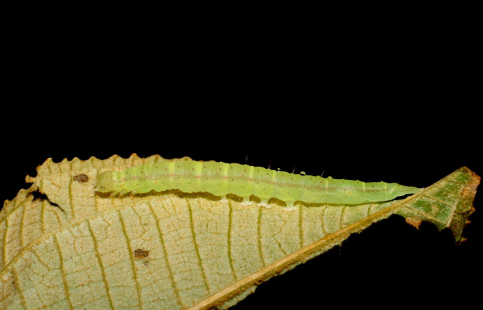 Fig.5 Larva <i>Antiblemma ceras</i></i> en último estadío mostrando la parte lateral. comparaciones de especies.  Voucher: 09-SRNP-30053-DHJ450809.JPG