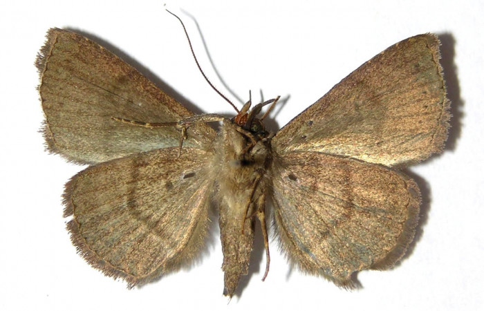 Fig.7 Adulto <i>Antiblemma</i></i> Poole24  ventral. Voucher: 05-SRNP-33952-DHJ328575.jpg