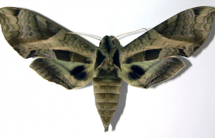 Fig. 03. Adulto de <i>Eumorpha megaeacus</i></i> (Sphingidae), hembra, vista dorsal, 114mm de envergadura. Voucher: 00-SRNP-87-DHJ95170.jpg.