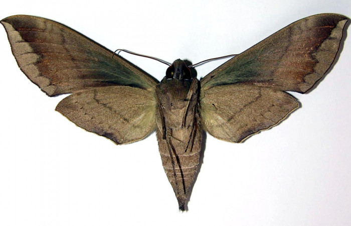 Fig. 04. Adulto de <i>Eumorpha megaeacus</i></i> (Sphingidae), hembra, vista ventral, 114mm de envergadura. Voucher: 00-SRNP-87-DHJ95171.jpg.