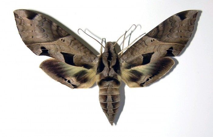Fig. 05. Adulto de <i>Eumorpha satellitia</i></i> (Sphingidae), macho, vista dorsal, 112mm de envergadura. Voucher: INBIOCRI002792490-DHJ38619.jpg