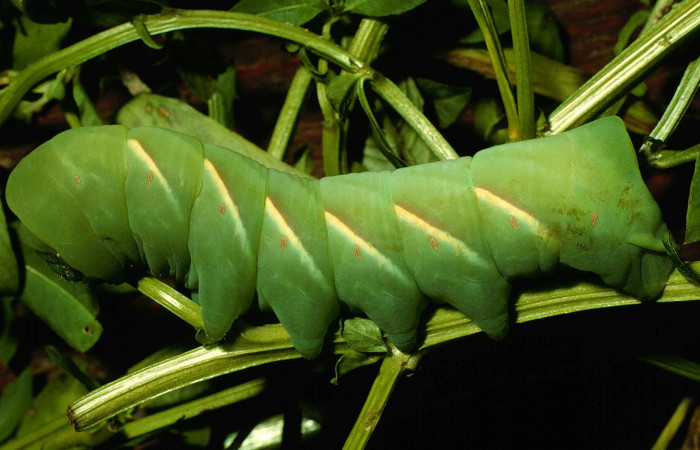 Fig. 06. Larva [i[Eumorpha megaeacus</i> (Sphingidae), último estadío, vista lateral, 62mm de longitud. Voucher: 98-SRNP-6664-DHJ46002.jpg.