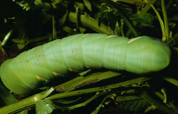 Fig. 07. Larva <i>Eumorpha megaeacus</i></i> (Sphingidae), último estadío, vista dorsal, 62mm de longitud. Voucher: 98-SRNP-6664-DHJ45988.jpg.