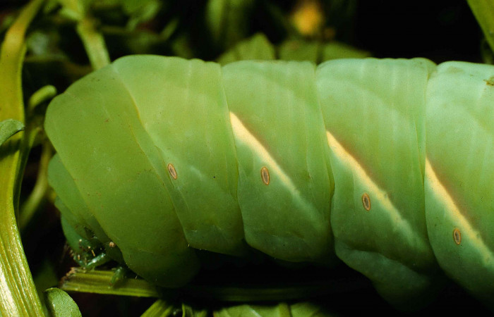 Fig. 08. Larva <i>Eumorpha megaeacus</i></i> (Sphingidae), último estadío, vista lateral tórax, 62mm de longitud. Voucher: 98-SRNP-6664-DHJ45990.jpg
