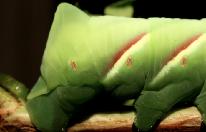 Fig. 09. Larva <i>Eumorpha megaeacus</i></i> (Sphingidae), último estadío, vista lateral trasero, 70mm de longitud. Voucher: Voucher: 18-SRNP-36053-DHJ734786.jpg