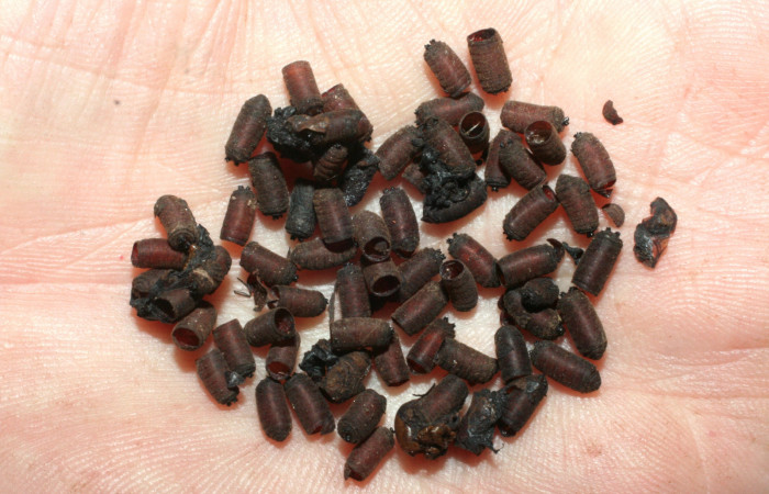 Fig. 11. Mudas o restos de Puparios de <i>Drino piceiventris</i></i> Tachinidae, parásitos que salieron del último estadío de larva de <i>Eumorpha megaeacus</i></i> (Sphingidae). Voucher: 07-SRNP-65169-DHJ462138.jpg.