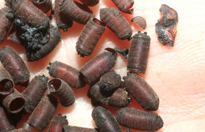 Fig. 12. Puparios de <i>Drino piceiventris</i></i> Tachinidae, mostrando la ruptura por donde sale la mosca adulta. Voucher: 07-SRNP-65169-DHJ462139.jpg.