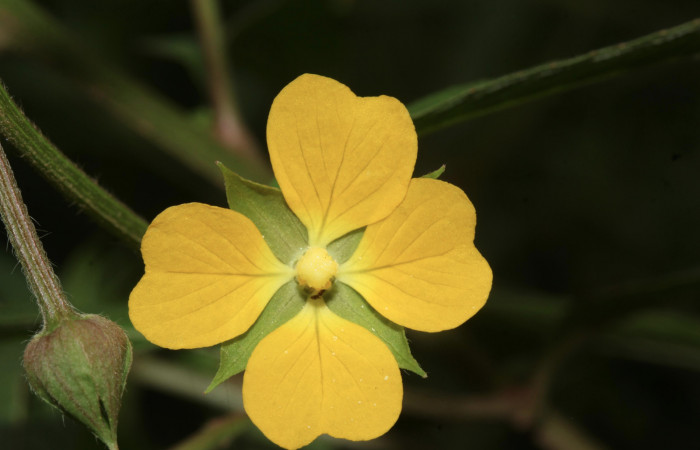 Fig. 14. <i>Ludwigia octovalvis</i></i> (Onagraceae), flor en vista frontal, planta hospedera de <i>Eumorpha megaeacus</i></i> (Sphingidae).