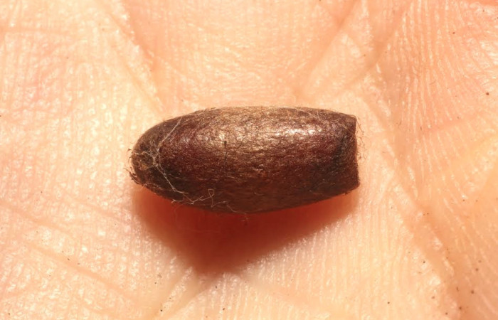 Fig. 10 Parasito <i>Enicospilus liesneri</i></i>  esto es capullo de  (Ichneumonidae). Voucher: 13-SRNP-21124-DHJ804764.JPG.