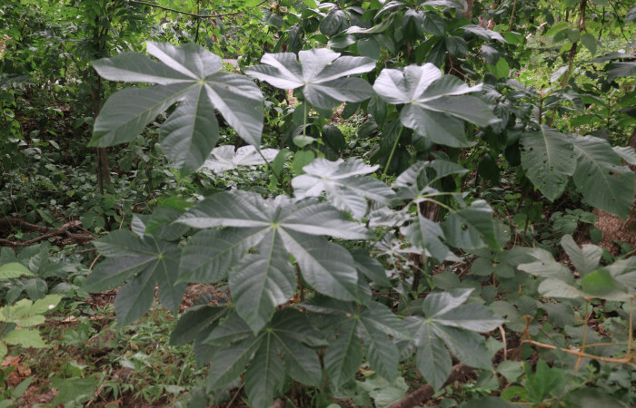Fig.11 <i>Sterculia apetala</i></i> (Malvaceae), planta hospedera de <i>Eulepidotis rectimargo</i></i> (Erebidae), Sector Horizontes, Sector Mundo Nuevo Sendero Aguacate. foto Elieth Cantillano 26 Agosto 2018.
