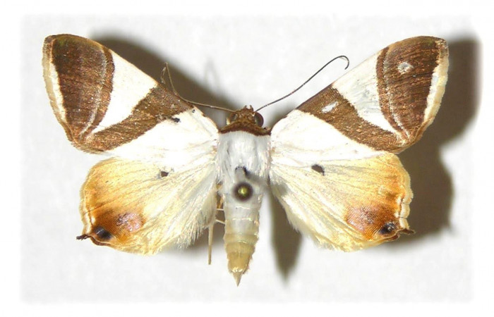  Fig.1 Adulto <i>Eulepidotis rectimargo</i></i> mostrando la parte dorsal. Voucher: 03-SRNP-13091-DHJ313986.