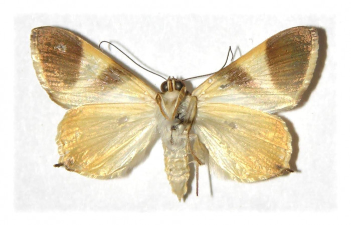 Fig. 2 Adulto <i>Eulepidotis rectimargo</i></i> mostrando la parte ventral. Voucher: 03-SRNP-13091-DHJ313987.