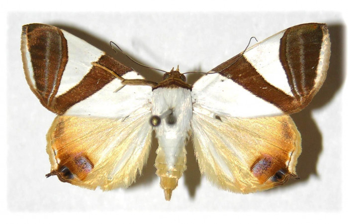  Fig. 3 Adulto <i>Eulepidotis rectimargo</i></i> mostrando la parte dorsal. Voucher: 03-SRNP-13102-DHJ313984.
