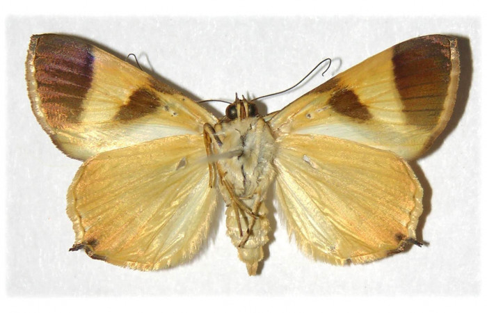  Fig. 4 Adulto <i>Eulepidotis rectimargo</i></i> mostrando la parte ventral. Voucher: 03-SRNP-13102-DHJ313985.
