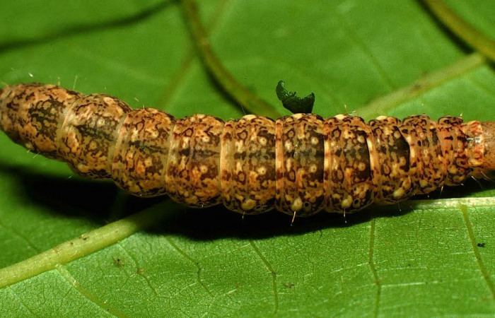Fig. 5 Larva <i>Eulepidotis rectimargo</i></i> en último estadio, mostrando la parte dorsal. Voucher: 00-SRNP-7788-DHJ53283.jpg.