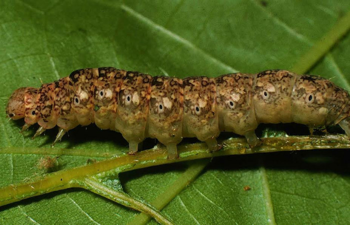 Fig. 6 Larva <i>Eulepidotis rectimargo</i></i> en último estadio, mostrando la parte lateral. Voucher: 00-SRNP-7788-DHJ53285.jpg.